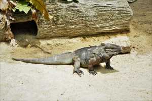SINGAPORE ZOO (204)